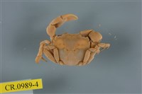 藏品(平背蜞)的圖片